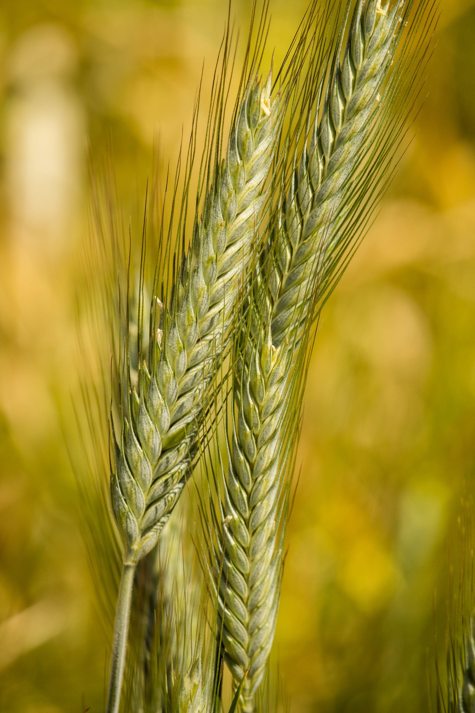 Barley