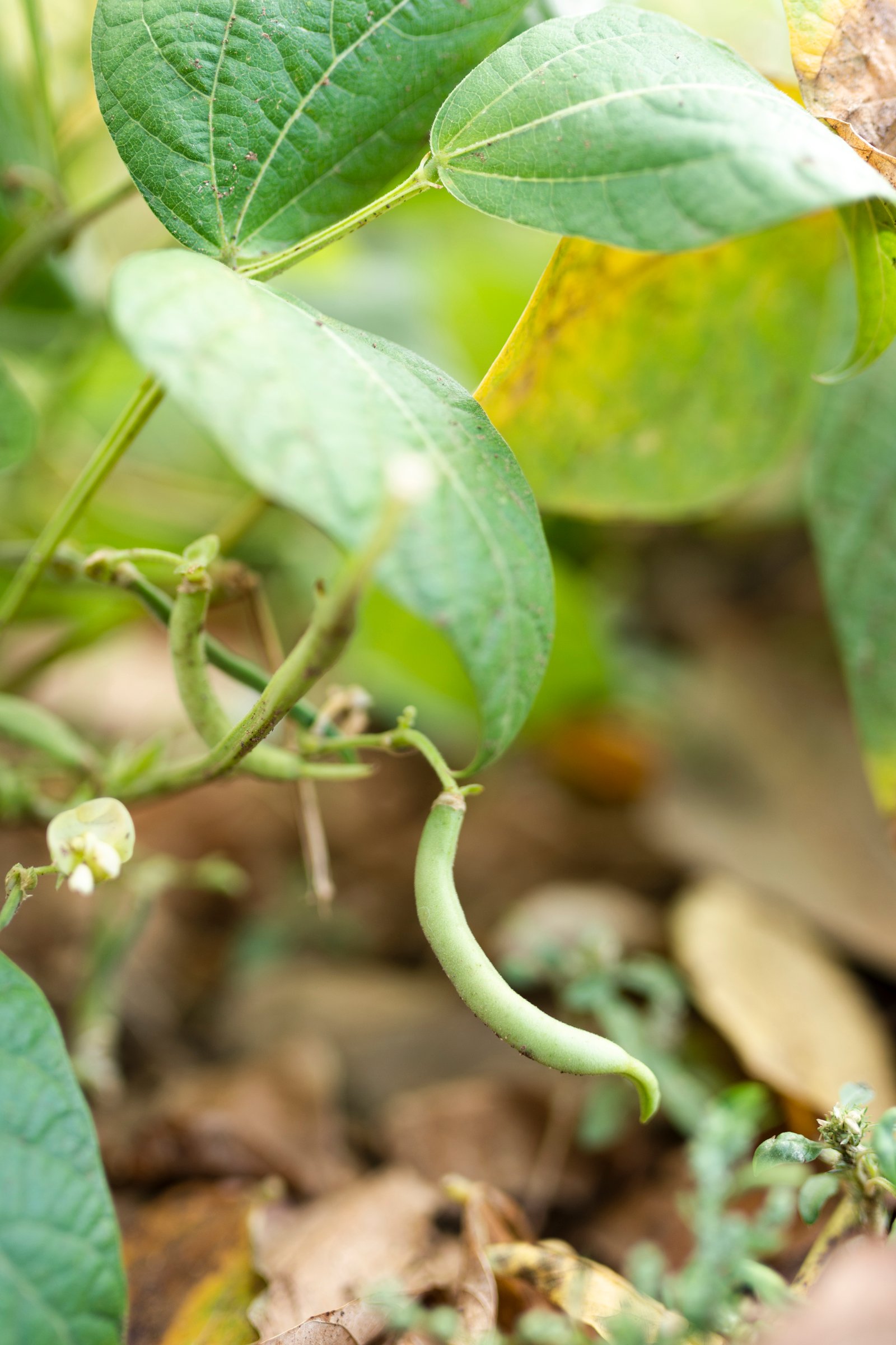Beans