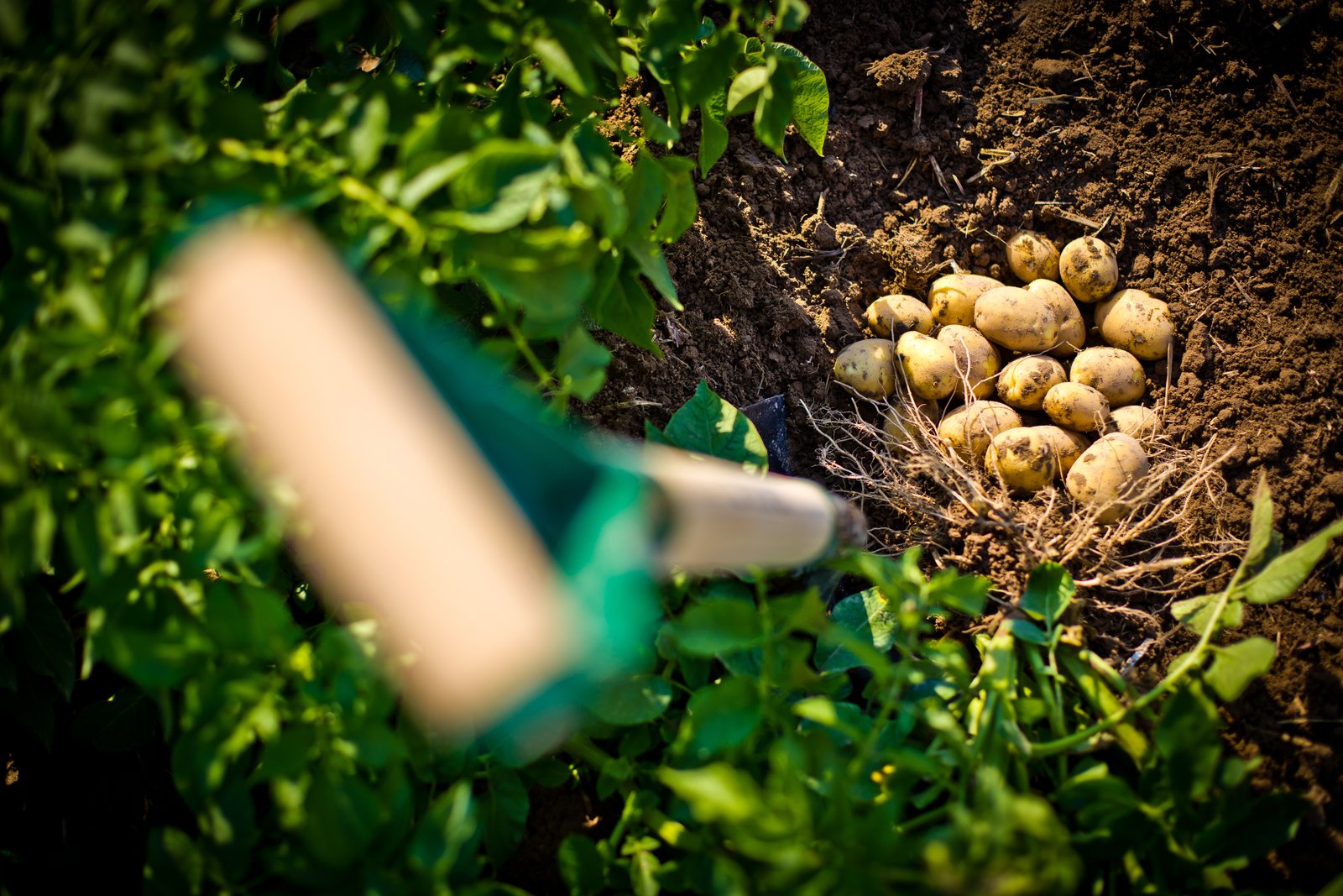 Potatoes